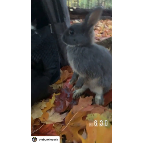 Prefer Pets Adventure Pet Carrier Wayfair